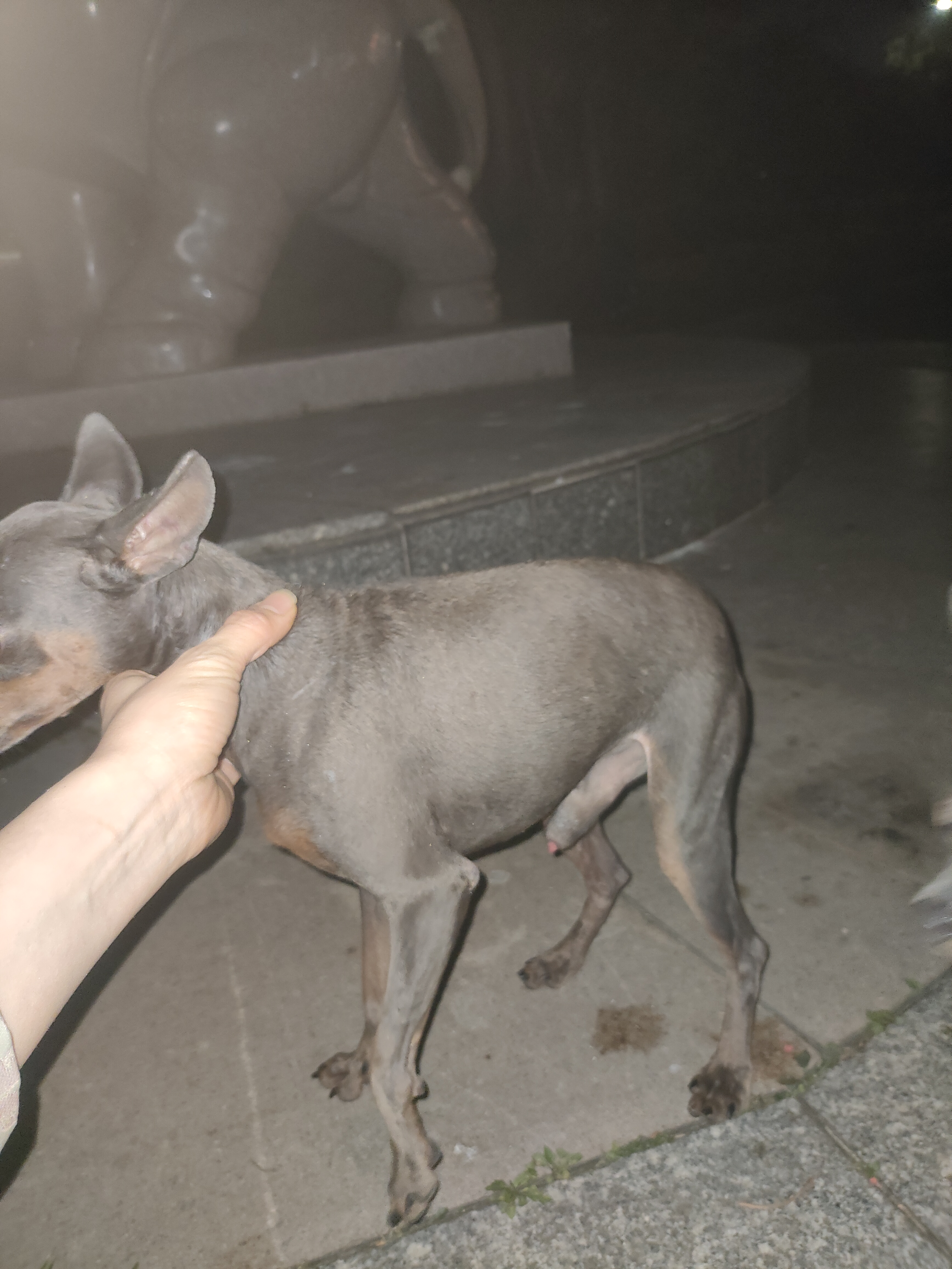 特价特惠纯种小鹿犬，蓝鹿种公品相好